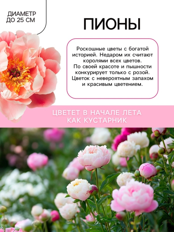 Пион Cytherea, корневище в пакете с торфогрунтом, р-р 2/3, 1 шт. Пион Cytherea, корневище в пакете с торфогрунтом, р-р 2/3, 1 шт.