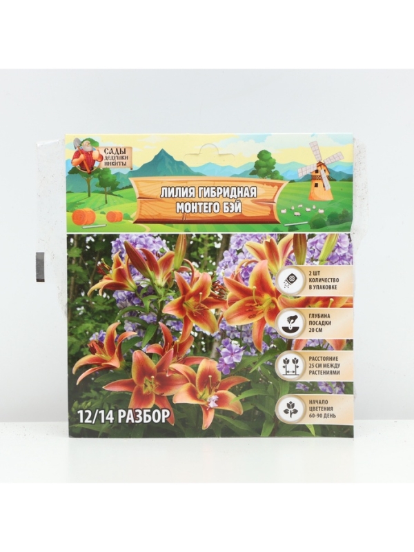 Лилия гибридная «Монтего Бэй», луковица в пакете с перфорацией, р-р 14/16, 2 шт.