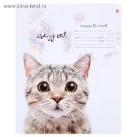 Тетрадь 12 листов в линию «Удивительные котята», обложка мелованная бумага, ВД-лак, МИКС