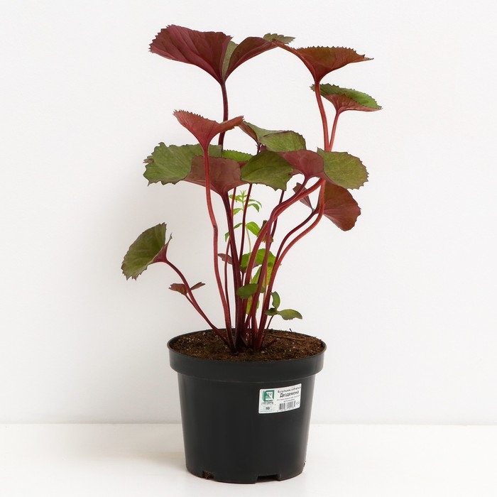 Бузульник зубчатый Дездемона, С3 горшок, Н10-50 высота, 1 шт, Осень 2024 Бузульник зубчатый Дездемона, С3 горшок, Н10-50 высота, 1 шт, Осень 2024