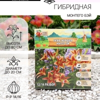 Лилия гибридная «Монтего Бэй», луковица в пакете с перфорацией, р-р 14/16, 2 шт.
