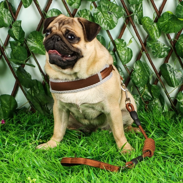 Комплект мягкая шлейка, круглый поводок 1,5 х 120 см с вертлюгом, M, ОШ 32-72 см, ОГ 32-72 см, корич Комплект мягкая шлейка, круглый поводок 1,5 х 120 см с вертлюгом, M, ОШ 32-72 см, ОГ 32-72 см, корич