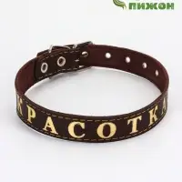Ошейник &laquo;Красотка&raquo;, 60&times;2.5 см, однослойный, тиснение фольгой, кожа, цвет МИКС