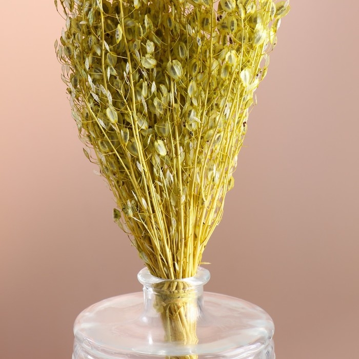 Набор сухоцветов Набор сухоцветов "Монетник", банч длина 60 (+/- 6 см), зелёный