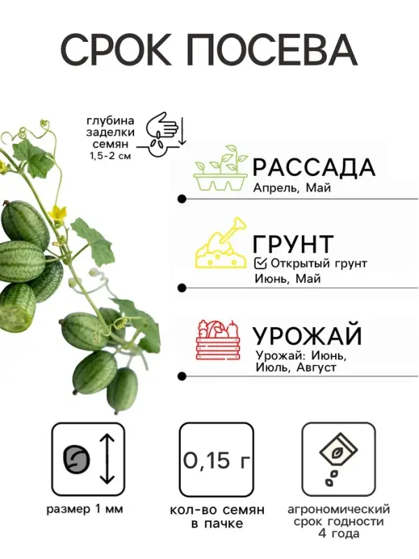 Набор семян Мелотрия шершавая &laquo;Колибри&raquo;, 5 шт.