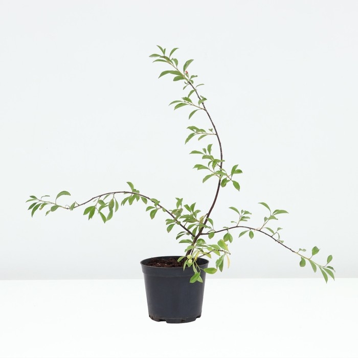 Вишня степная Пламенная, горшок С3, 1 шт, Осень 2024 Вишня степная Пламенная, горшок С3, 1 шт, Осень 2024