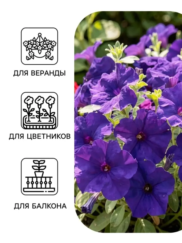 Семена цветов Петуния грандифлора &laquo;Аладдин&raquo; синяя, 30 шт.