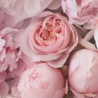 Бумага упаковочная, глянцевая &laquo;Весенний букет пионов&raquo;, 70&times;50 см