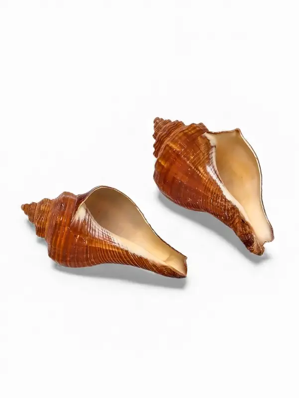 Ракушка декоративная, длина 5-6 см, ширина 4 см