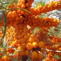 Саженец Облепиха Гном, C3 горшок, Н20-40 высота, 1 шт.