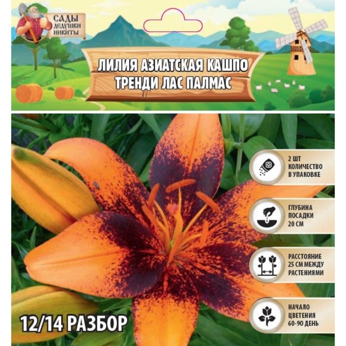 Лилия Азиатская Кашпо Лилия Азиатская Кашпо "Trendy Las Palmas", р-р 12/14, 2 шт,