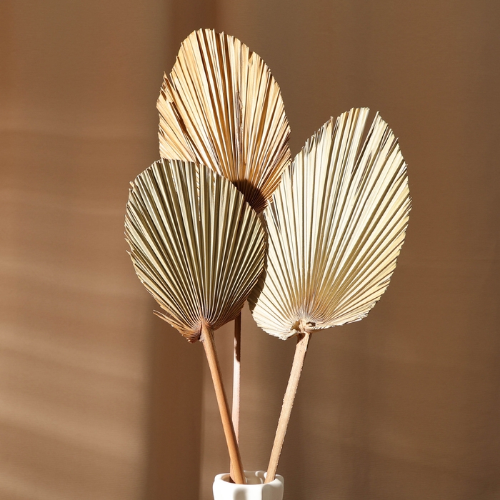 Сухие цветы «Лист пальмовый», 52 × 14 × 2 см Сухие цветы «Лист пальмовый», 52 × 14 × 2 см