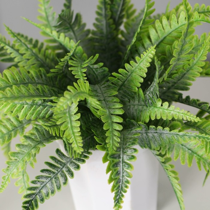 Бонсай в горшке Бонсай в горшке "Папоротник элегант" 7х13 см, зелёный