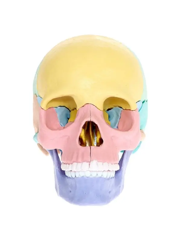 Набор для опытов &laquo;Череп человека&raquo;, анатомическая модель
