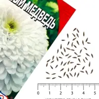Семена цветов Цинния &laquo;Полярный медведь&raquo;, 0.3 г
