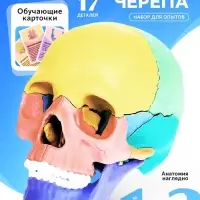 Набор для опытов &laquo;Череп человека&raquo;, анатомическая модель
