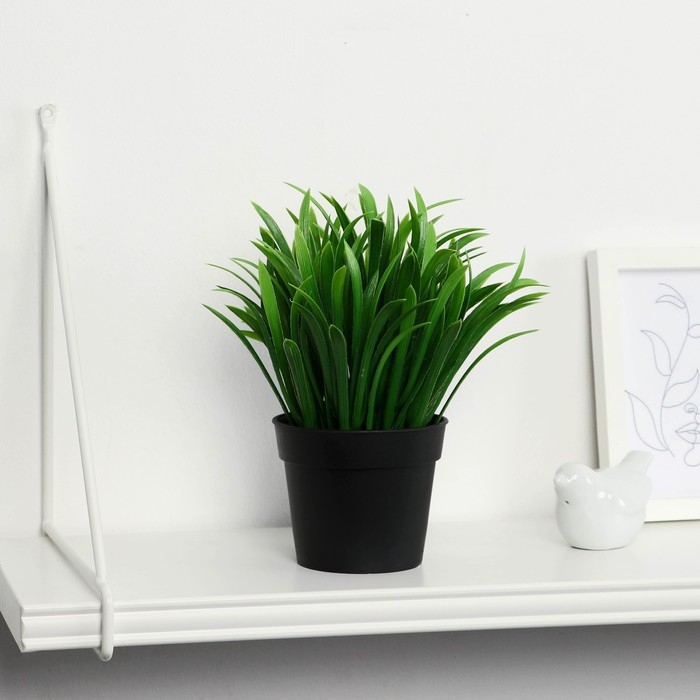 Бонсай в горшке Бонсай в горшке "Амазонка" 8х20 см