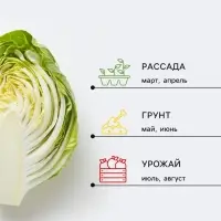 Семена Капуста брокколи &laquo;Линда&raquo;, 0.3 г, среднеспелая, &laquo;Тимирязевский питомник&raquo;