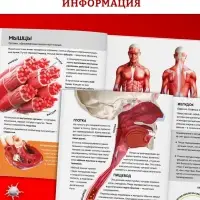 Энциклопедия в твёрдом переплёте &laquo;Строение тела человека&raquo;, 128 стр.