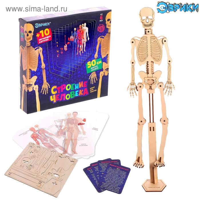 Набор для опытов «Строение человека», 10 обучающих карточек Набор для опытов «Строение человека», 10 обучающих карточек