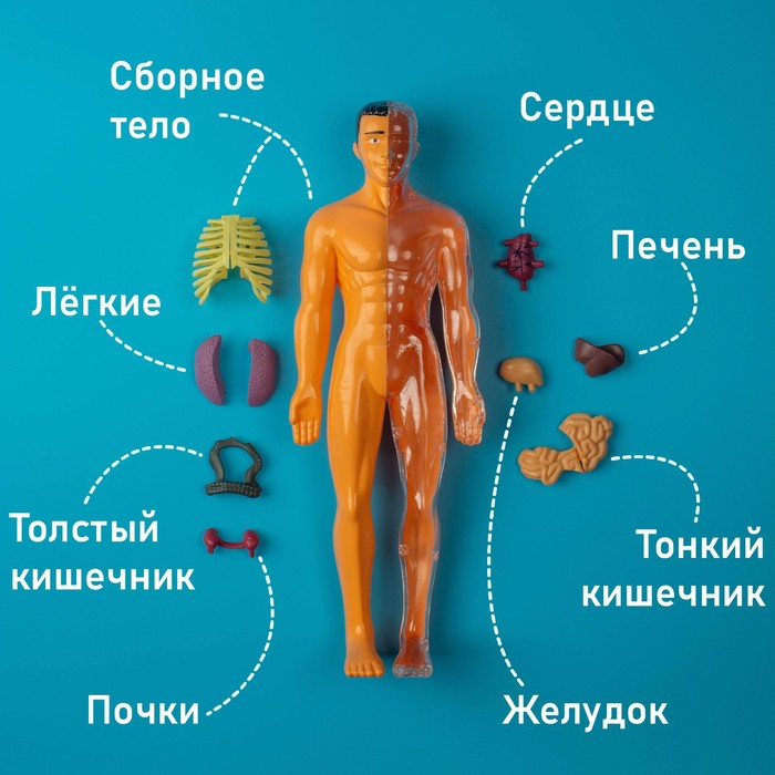Набор для опытов «Строение тела», анатомия человека Набор для опытов «Строение тела», анатомия человека