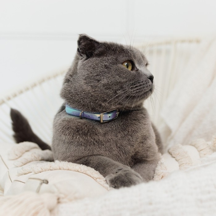 Ошейник для собак и кошек с фастексом «Неон», 30 х 1 см Ошейник для собак и кошек с фастексом «Неон», 30 х 1 см