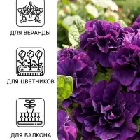 Семена цветов Петуния &laquo;Дуо&raquo;, F1, синяя, махровая, 10 шт.
