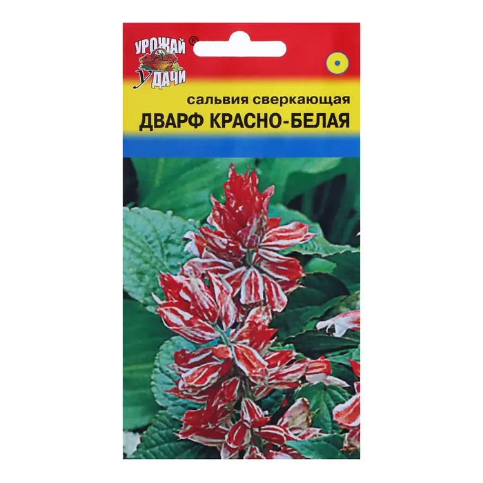 Семена цветов Сальвия  Семена цветов Сальвия "Дварф", Красно-белая, 0,03 г