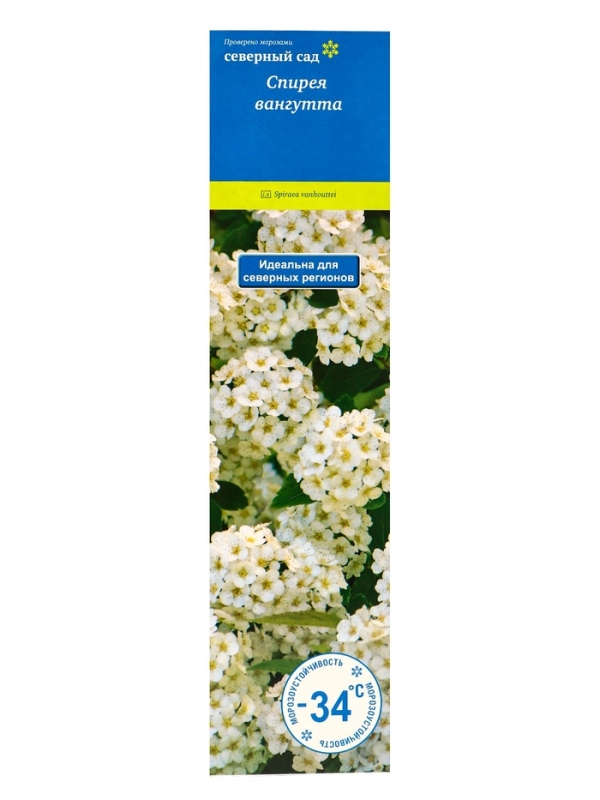 Спирея Вангутта (Серия Северный сад), саженец, туба, 1 шт. Спирея Вангутта (Серия Северный сад), саженец, туба, 1 шт.