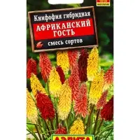 Семена цветов Книфофия Африканский гость, смесь сортов Мн, Ц/П,30 шт. Семена цветов Книфофия Африканский гость, смесь сортов Мн, Ц/П,30 шт.