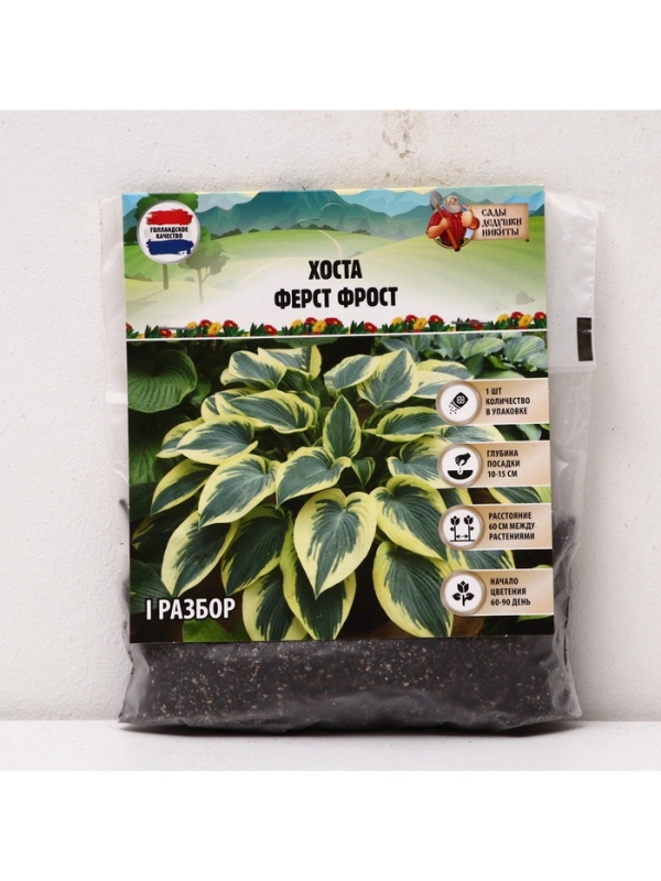 Хоста «Ферст Фрост», корневище в пакете с торфогрунтом, р-р I, 1 шт.