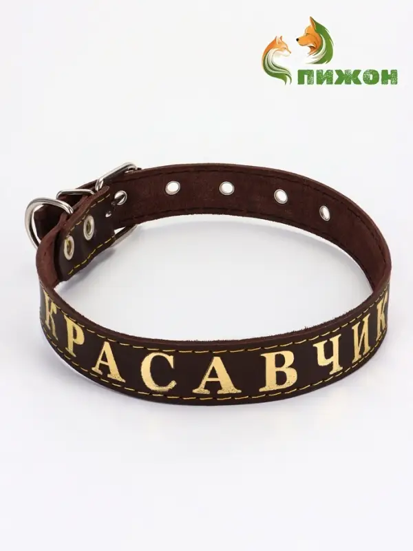 Ошейник &laquo;Красавчик&raquo;, 60&times;2.5 см, однослойный, тиснение фольгой, кожа, цвет МИКС