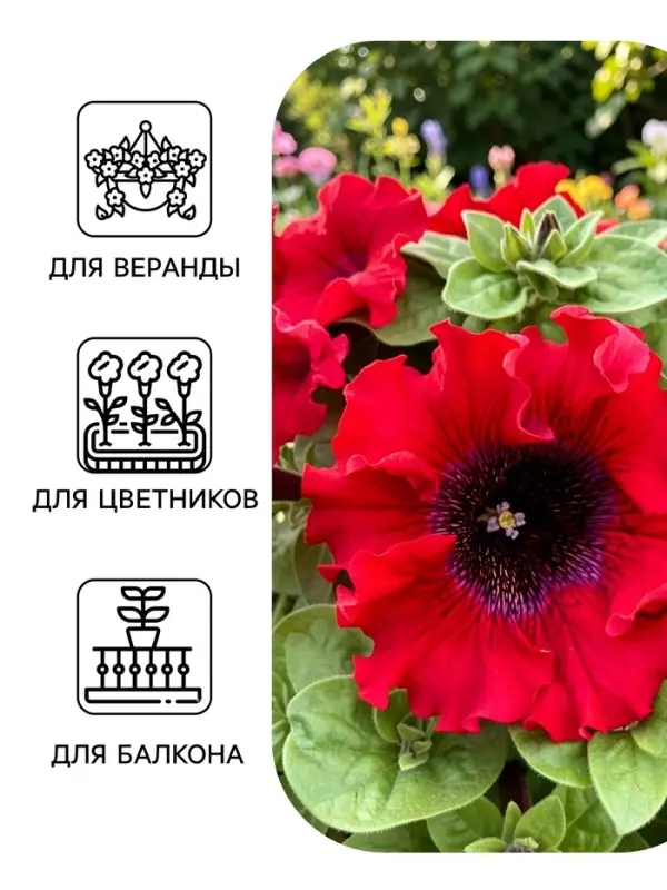 Семена цветов Петуния превосходнейшая &laquo;Бордовая&raquo; 10 шт.