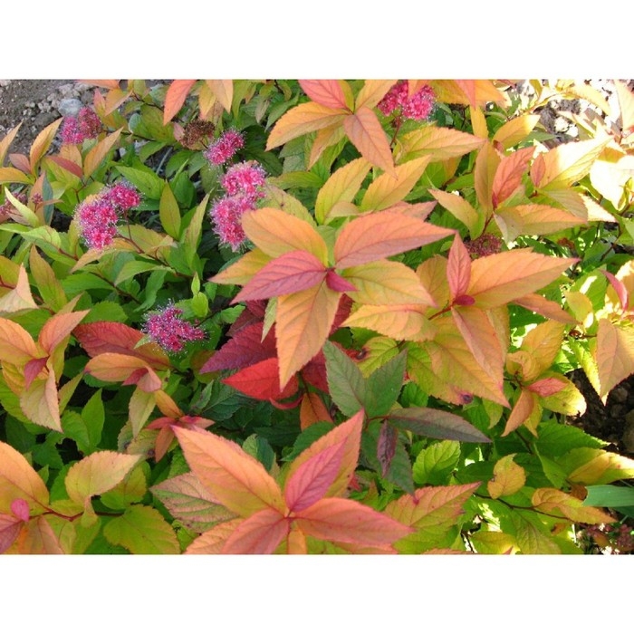 Спирея японская Макрофилла, С2 горшок, Н10-50 высота, 1 шт, Осень 2024 Спирея японская Макрофилла, С2 горшок, Н10-50 высота, 1 шт, Осень 2024