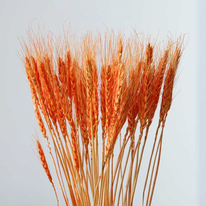 Сухой колос пшеницы, набор 50 шт., цвет оранжевый