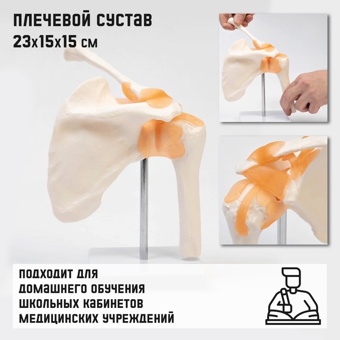 Макет  Макет "Плечевой сустав" 23*15*15см