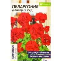 Семена цветов Пеларгония &laquo;Дансер Ред&raquo;, зональная, 3 шт., &laquo;Семена Алтая&raquo;