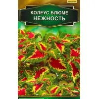 Набор семян цветов Колеус, 5 пакетов