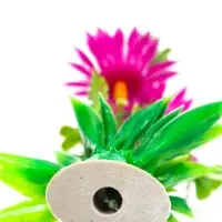 Растение для аквариума и террариума, 11.5 см