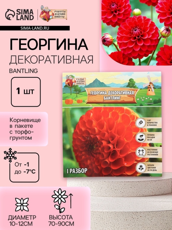 Георгина Декоративная BANTLING, клубелуковица в упаковке, р-р I, 1 шт.