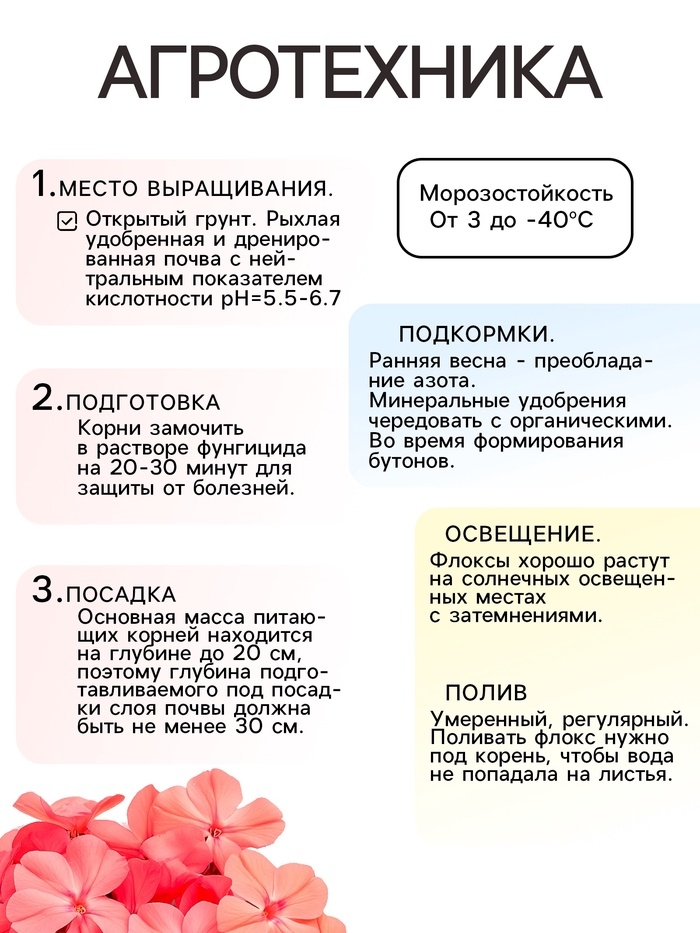 Флокс «Роза Пастелла» корневище в пакете с торфогрунтом, р-р I, 2 шт.