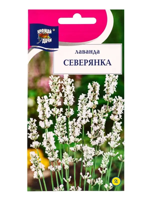 Семена цветов Лаванда СЕВЕРЯНКА  5 шт.