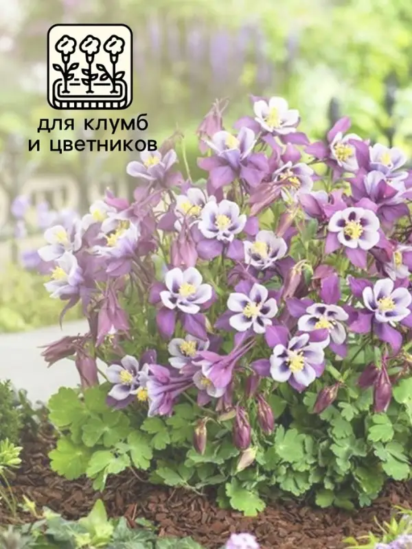 Семена Аквилегия Мак Кана Джиант 0.1г* Семена Аквилегия Мак Кана Джиант 0.1г*