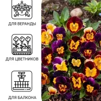 Семена цветов Виола "Шотландия", 0,1 г