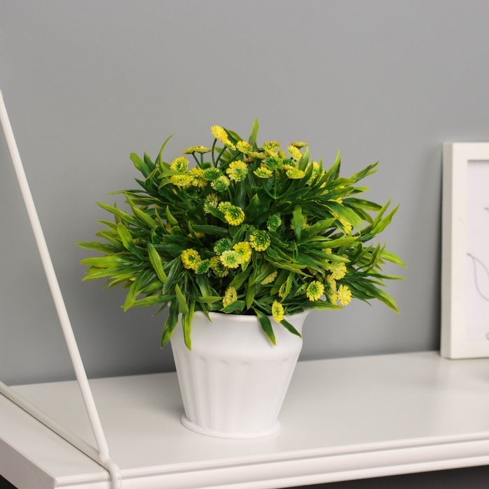 Бонсай в горшке Бонсай в горшке "Руэллия премиум" 19х9 см, микс