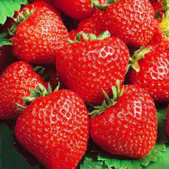 Рассада Земляники круноплодной (клубники) ФРИГО Мальвина A (9-15 мм) , P9 Горшок Рассада Земляники круноплодной (клубники) ФРИГО Мальвина A (9-15 мм) , P9 Горшок