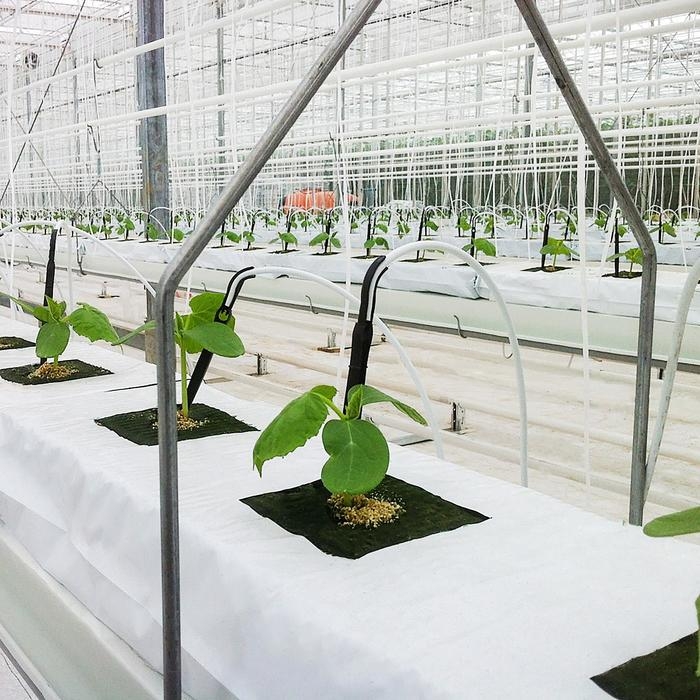 Субстрат «Эковер» минераловатный в мате, для рассады растений, овощей, 100 × 20 × 7.5 см Субстрат «Эковер» минераловатный в мате, для рассады растений, овощей, 100 × 20 × 7.5 см