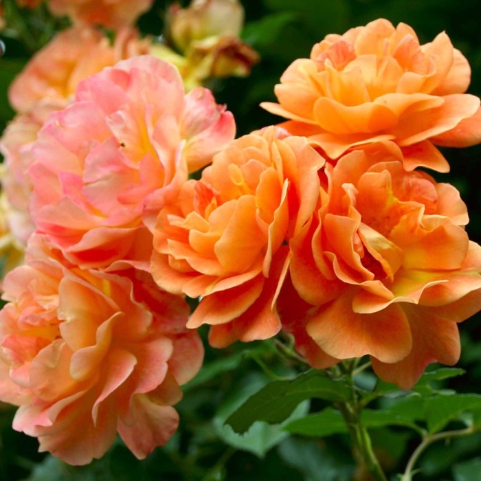 Роза парковая Вестерленд, C3,5 горшок, Н25-45 высота, 1 шт, Лето 2024 Роза парковая Вестерленд, C3,5 горшок, Н25-45 высота, 1 шт, Лето 2024