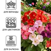 Семена цветов Петуния &laquo;Минифлора горшечная&raquo; F1, смесь сортов, 5 шт., &laquo;АЭЛИТА&raquo;