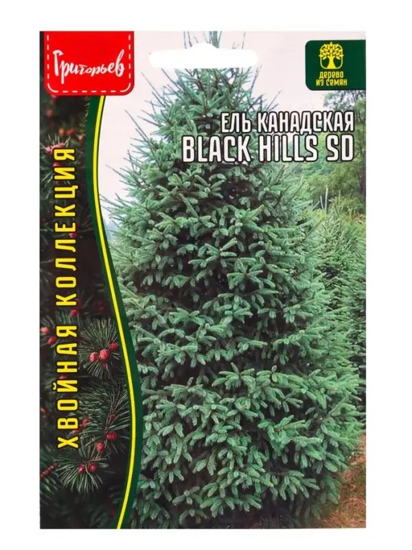Семена Ель канадская Black Hills SD, 10 шт., &laquo;Григорьев&raquo;